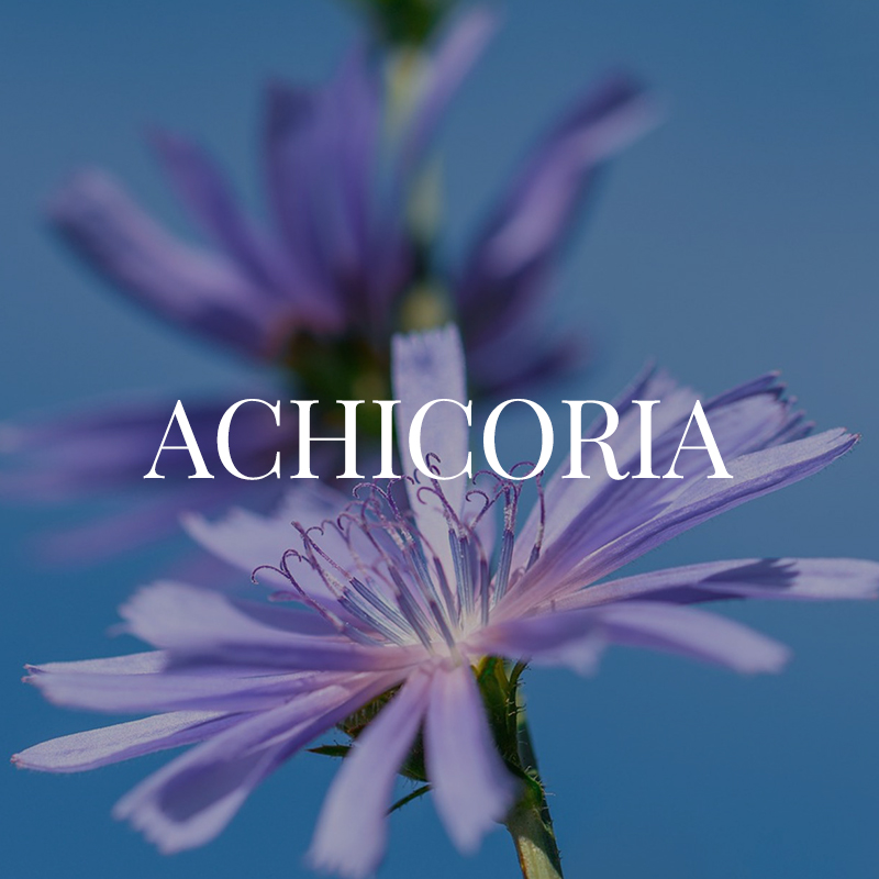 CHICORY